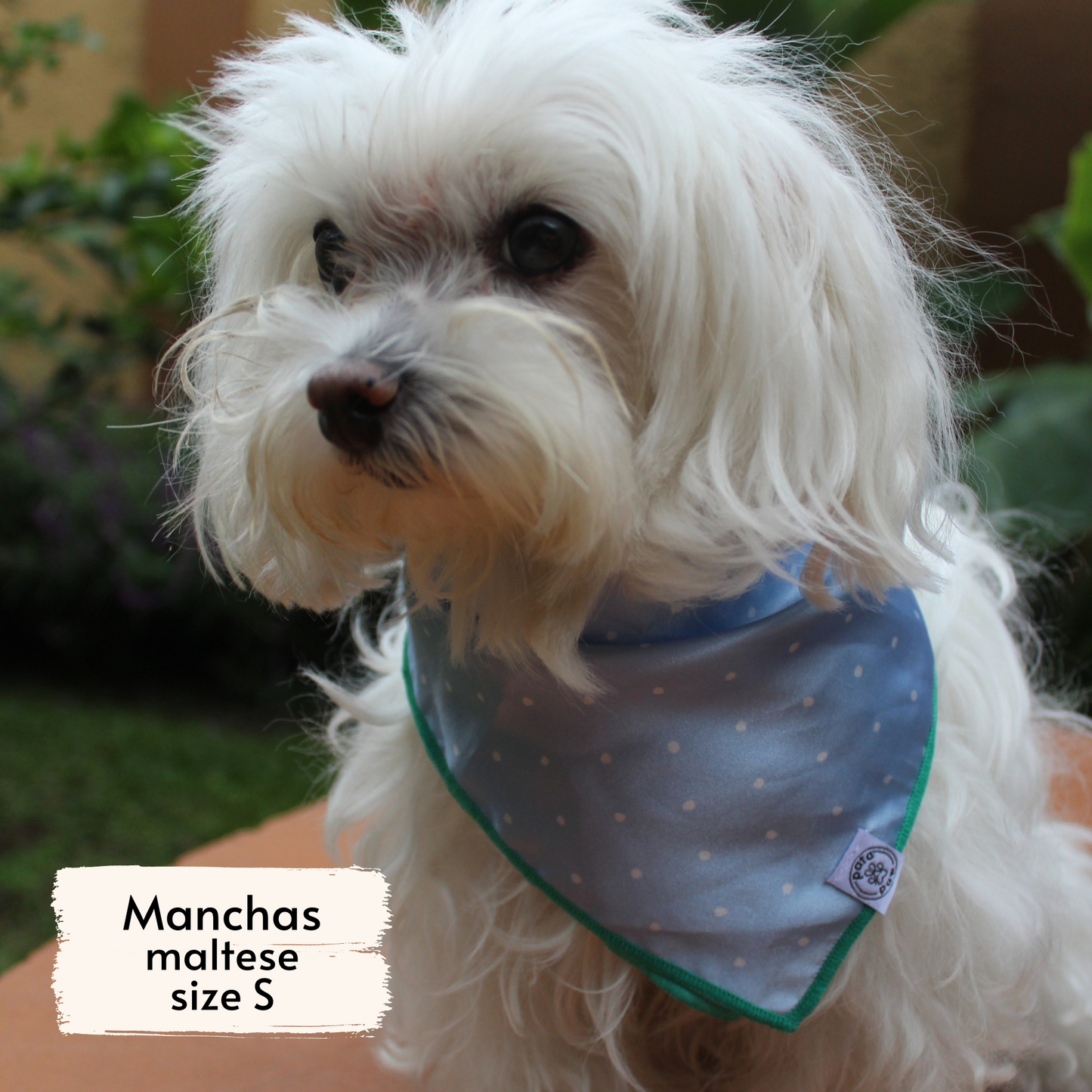 Pata Paw blue polka dots bandana as seen on a small dog, Manchas, a maltese