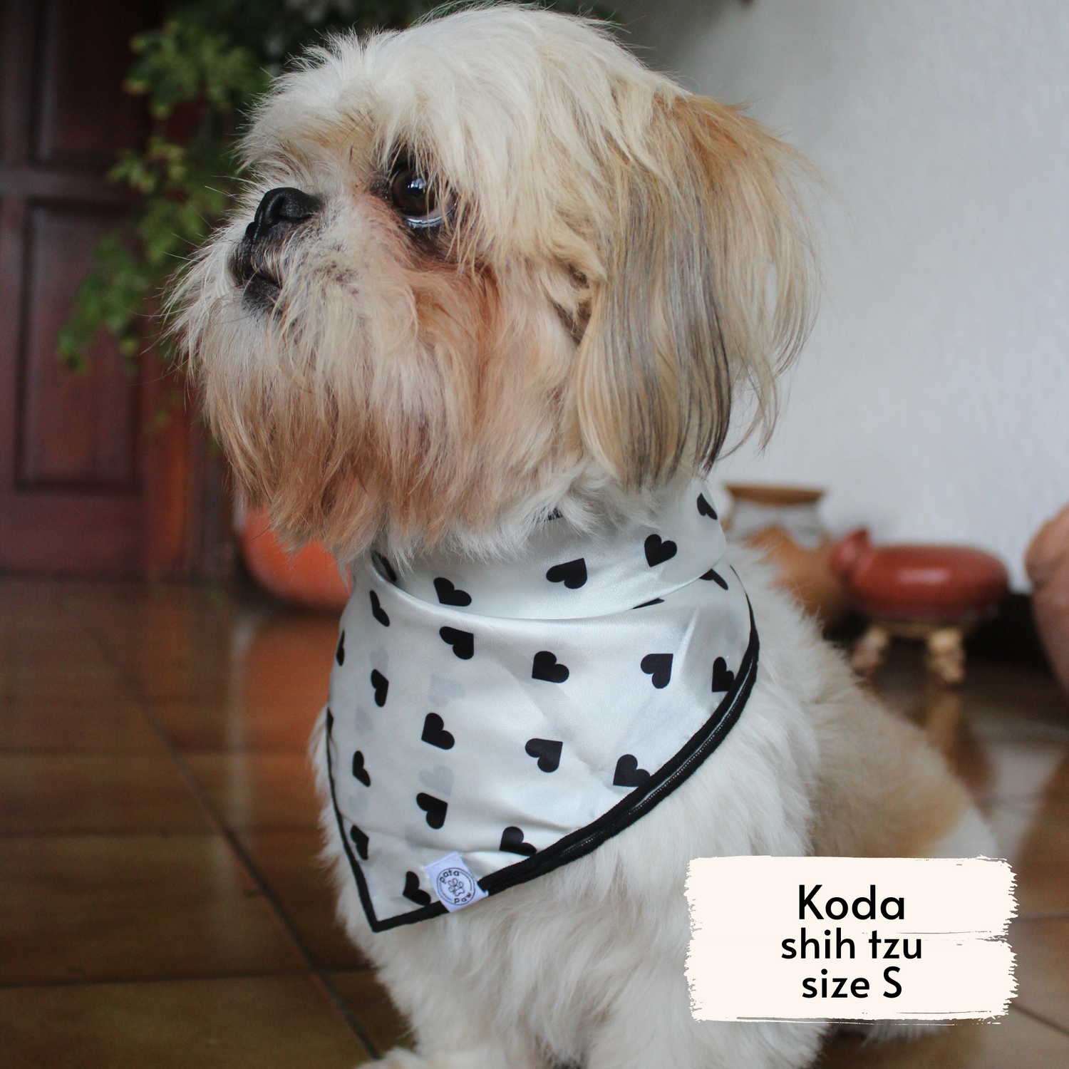 Pata Paw classic hearts bandana as seen on a small dog, Koda, a shih tzu.