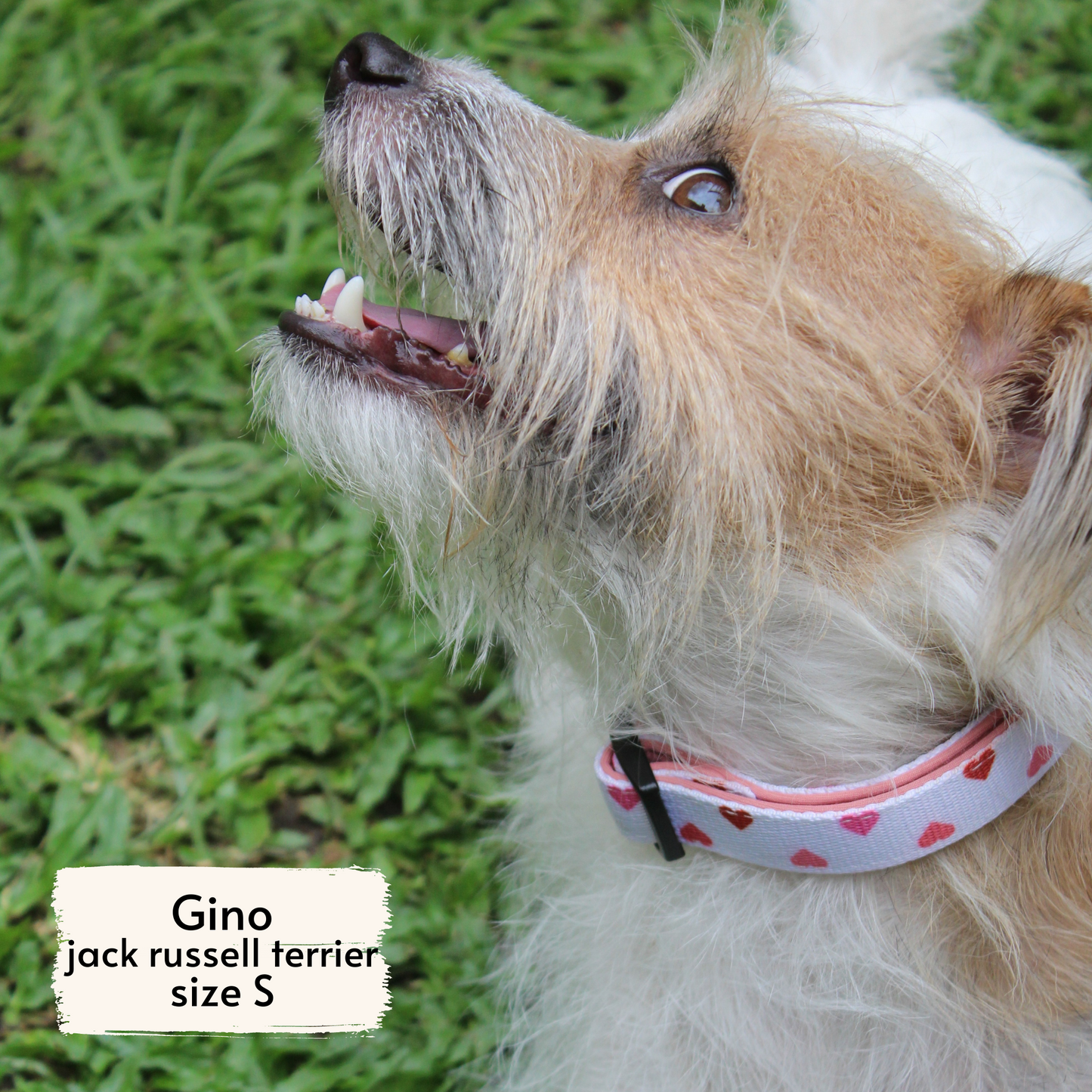 Pata Paw blush hearts collar as seen on a small-sized dog, Gino, a Jack Russell Terrier