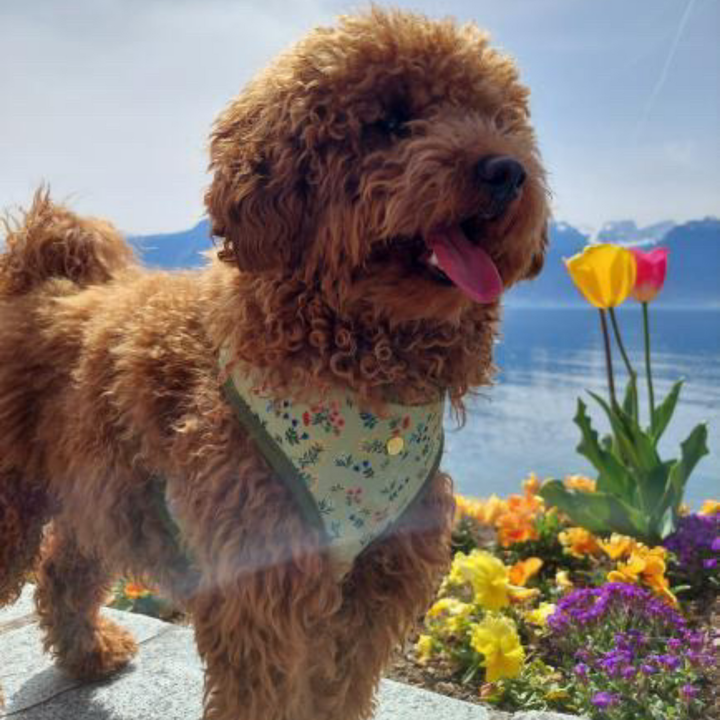 Milou, a poodle, wearing Pata Paw's Alpine Wildflowers harness (size M)