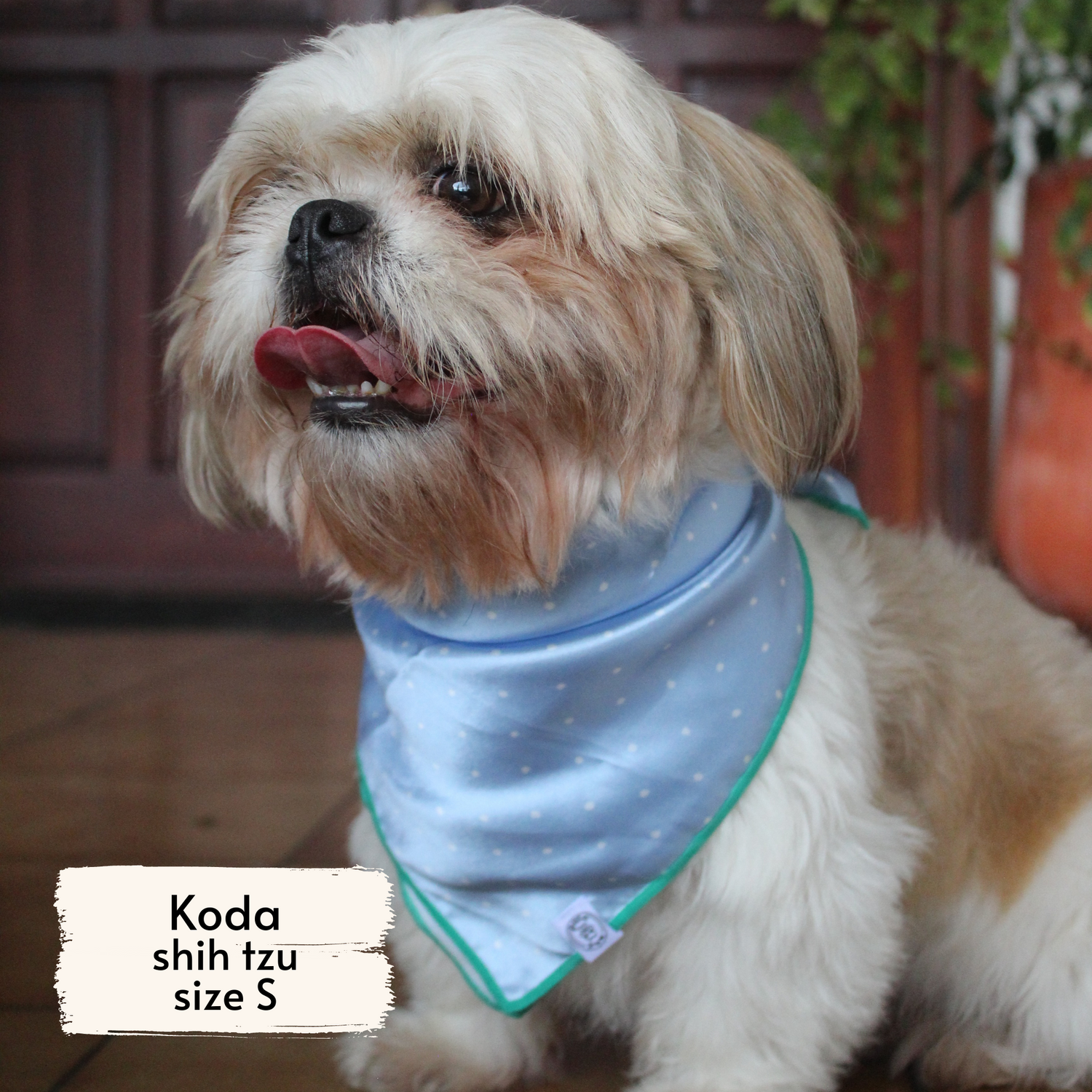 Pata Paw blue polka dot bandana as seen on a small dog, Koda, a shih tzu.
