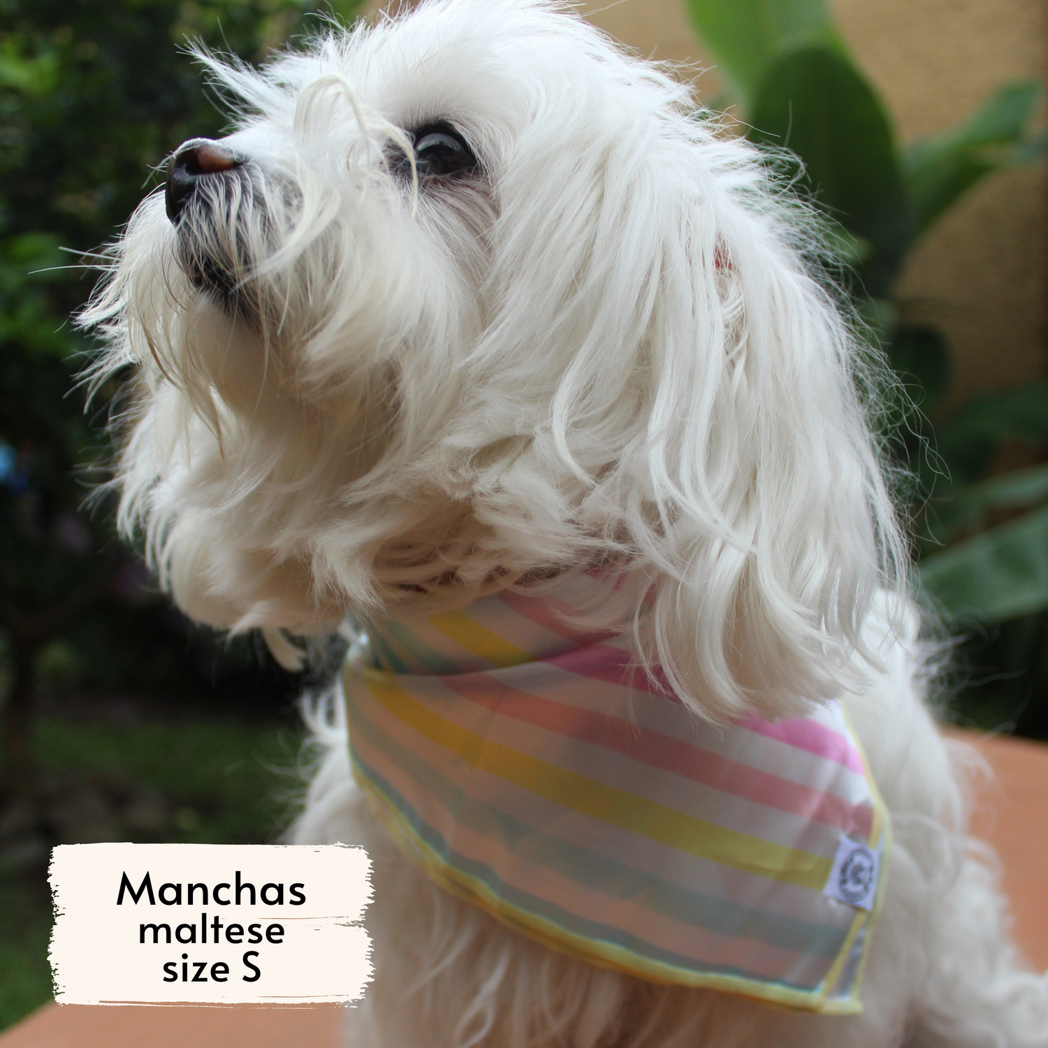 Pata Paw rainbow stripes bandana as seen on a small dog, Manchas, a maltese