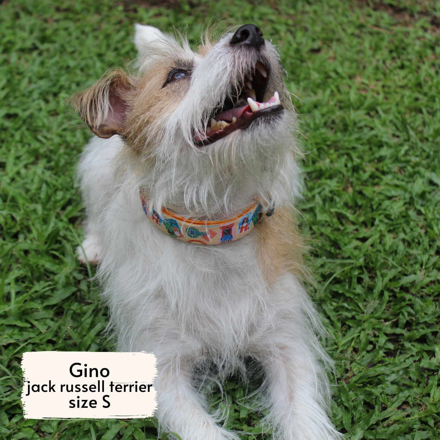 Pata Paw traveling pups collar as seen on a small-sized dog, Gino, a Jack Russell Terrier