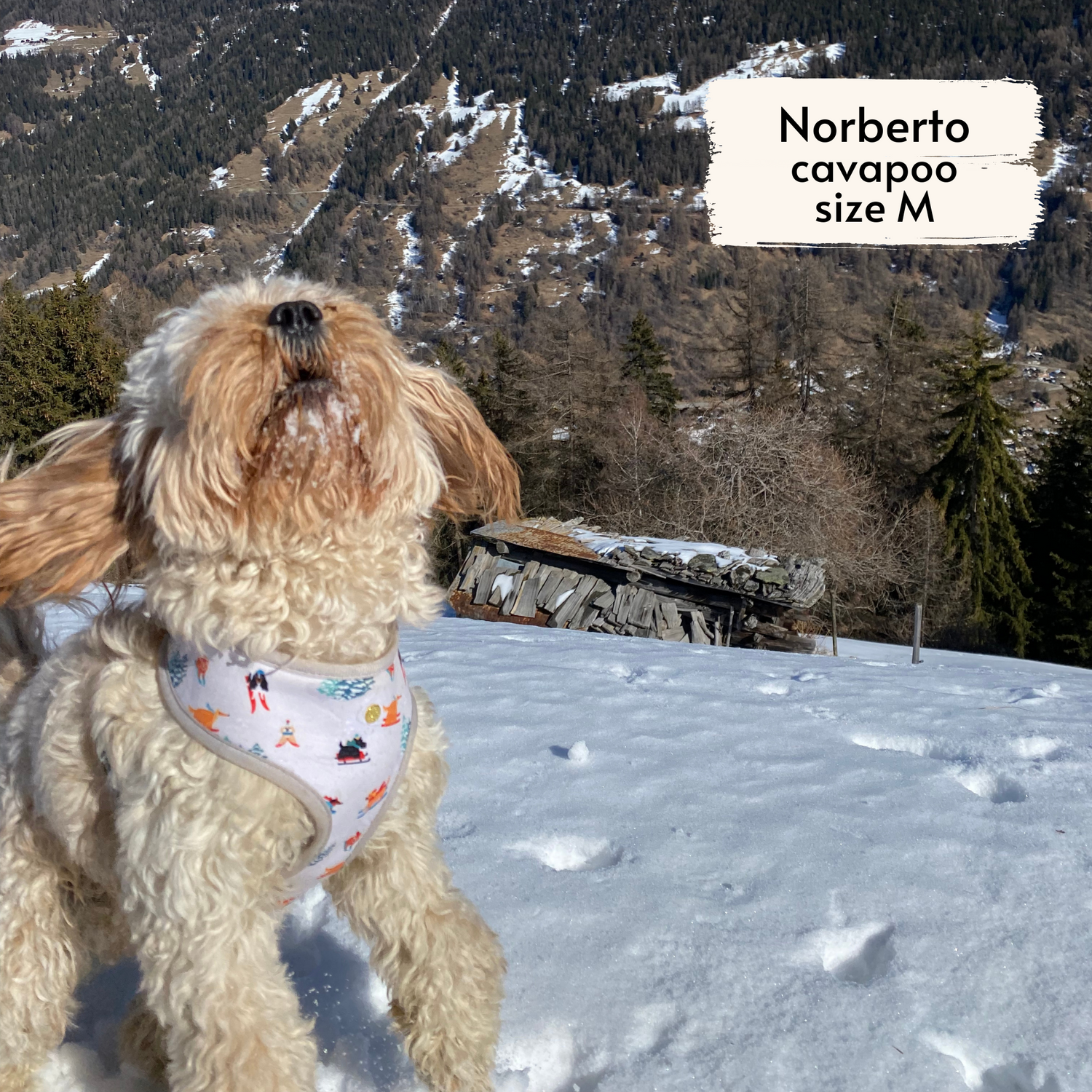 Pata Paw Ski Wonderland reversible harness as seen on a medium-sized dog, Norberto, a cavapoo