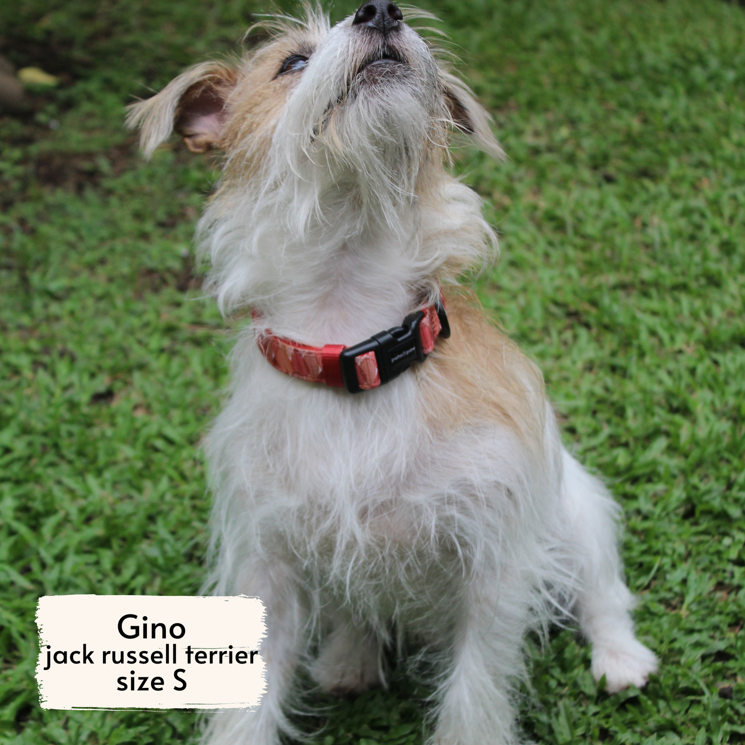 Pata Paw autumn crunch collar as seen on a small-sized dog, Gino, a Jack Russell Terrier