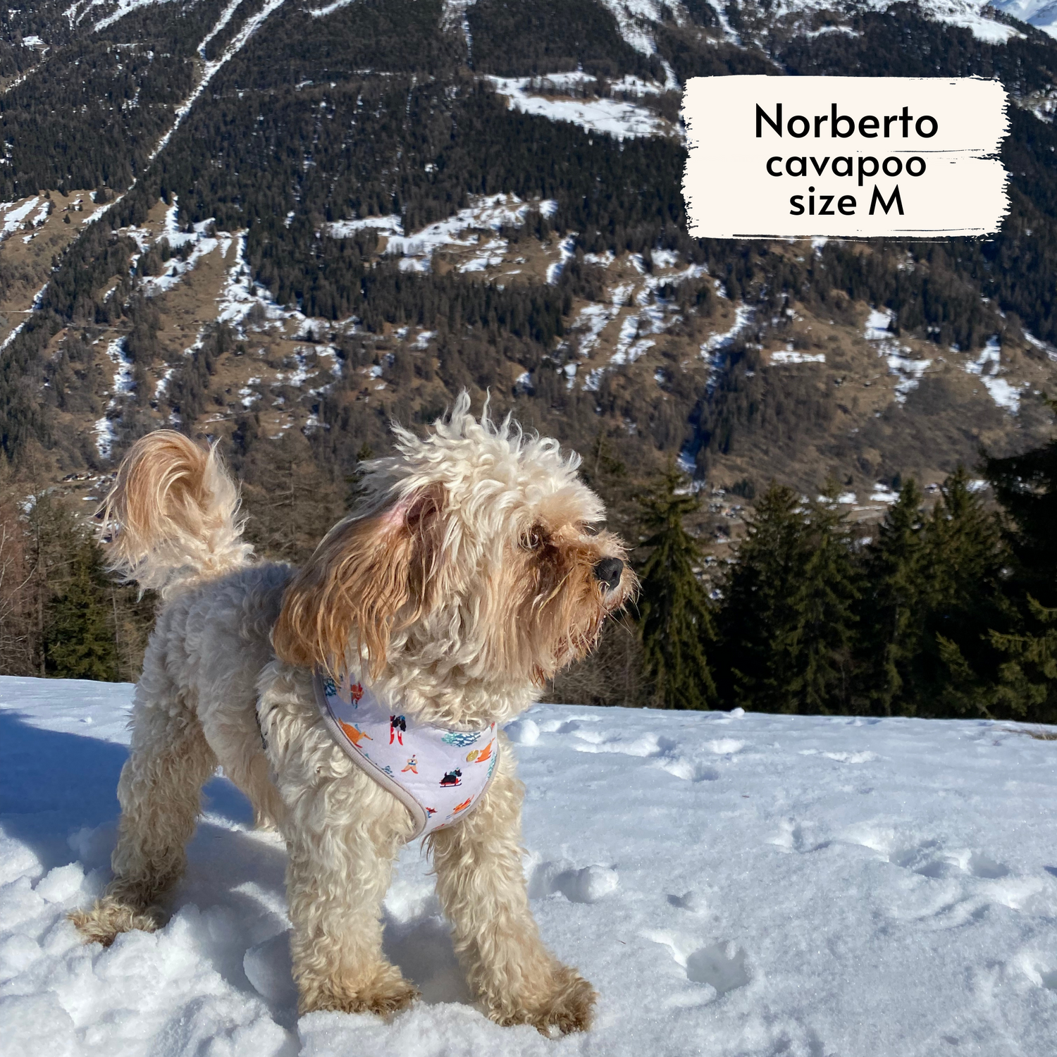 Pata Paw Ski Wonderland reversible harness as seen on a medium-sized dog, Norberto, a cavapoo