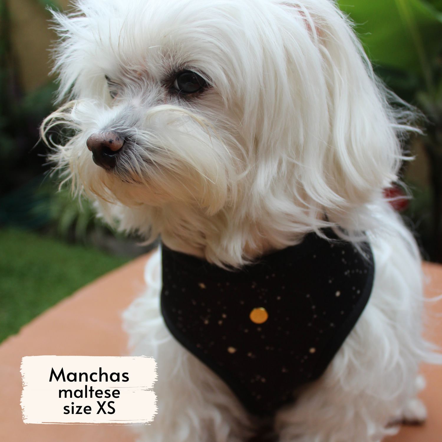 Pata Paw space explorer harness as seen on a XS dog, Manchas, a maltese