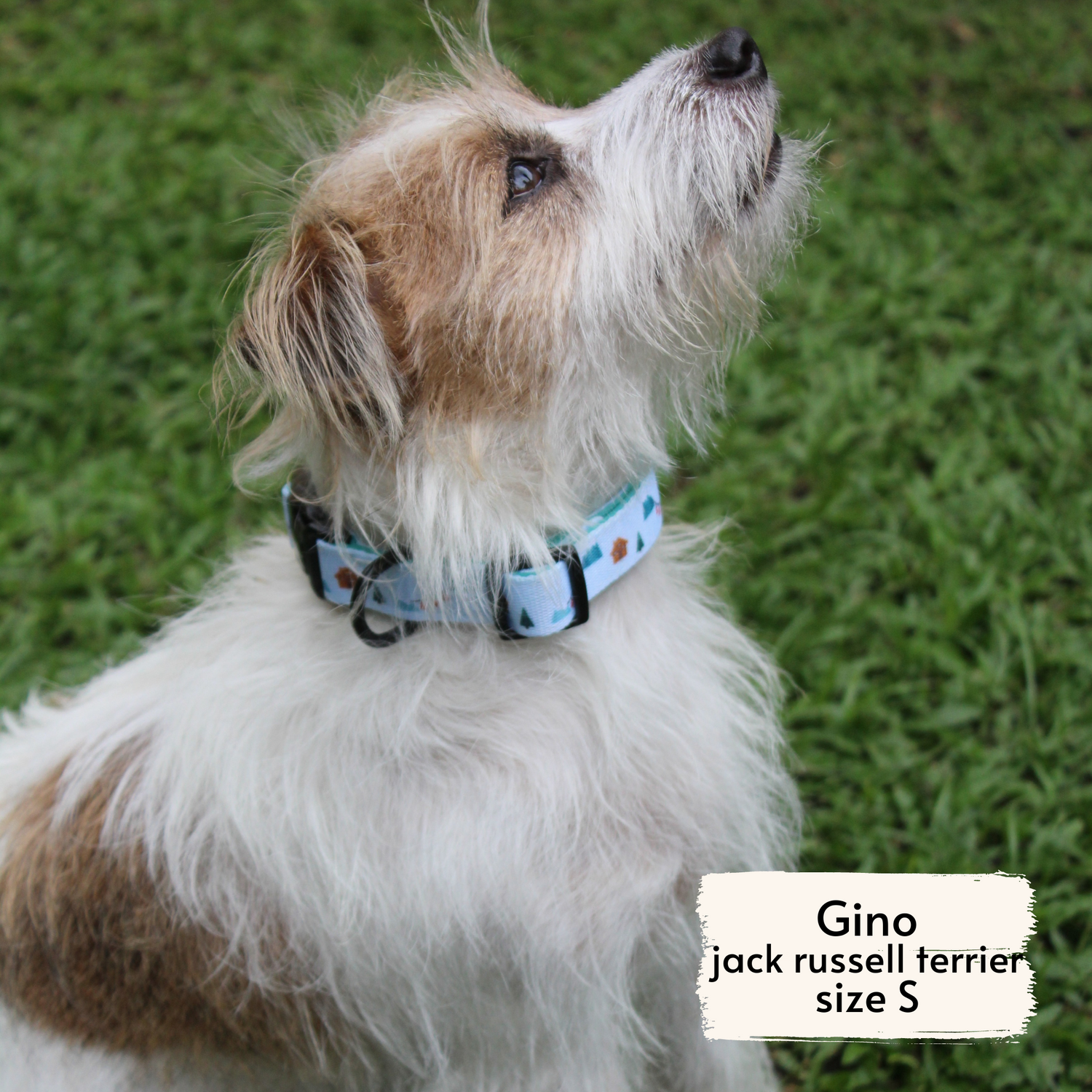 Pata Paw Les Alpes collar as seen on a small-sized dog, Gino, a Jack Russell Terrier