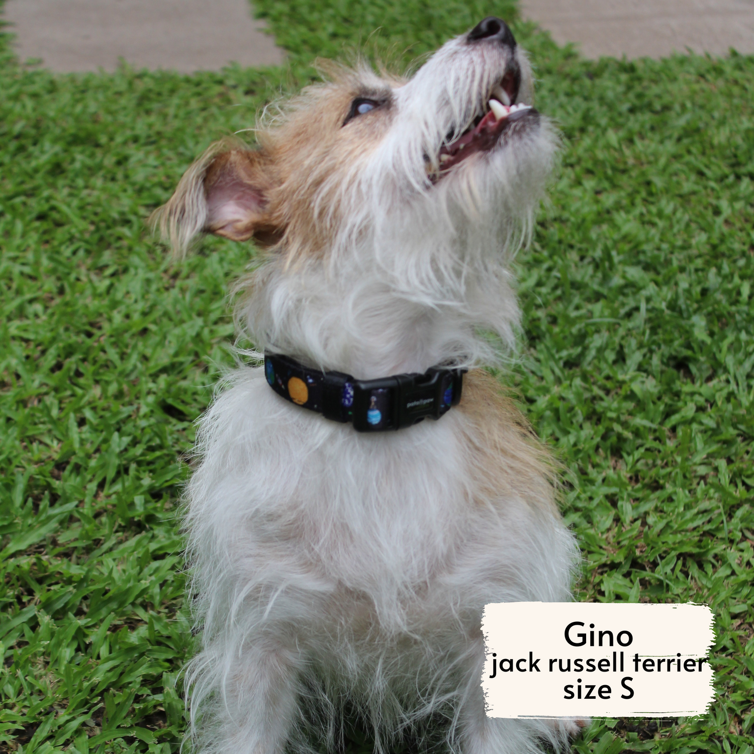 Pata Paw space explorer collar as seen on a small-sized dog, Gino, a Jack Russell Terrier