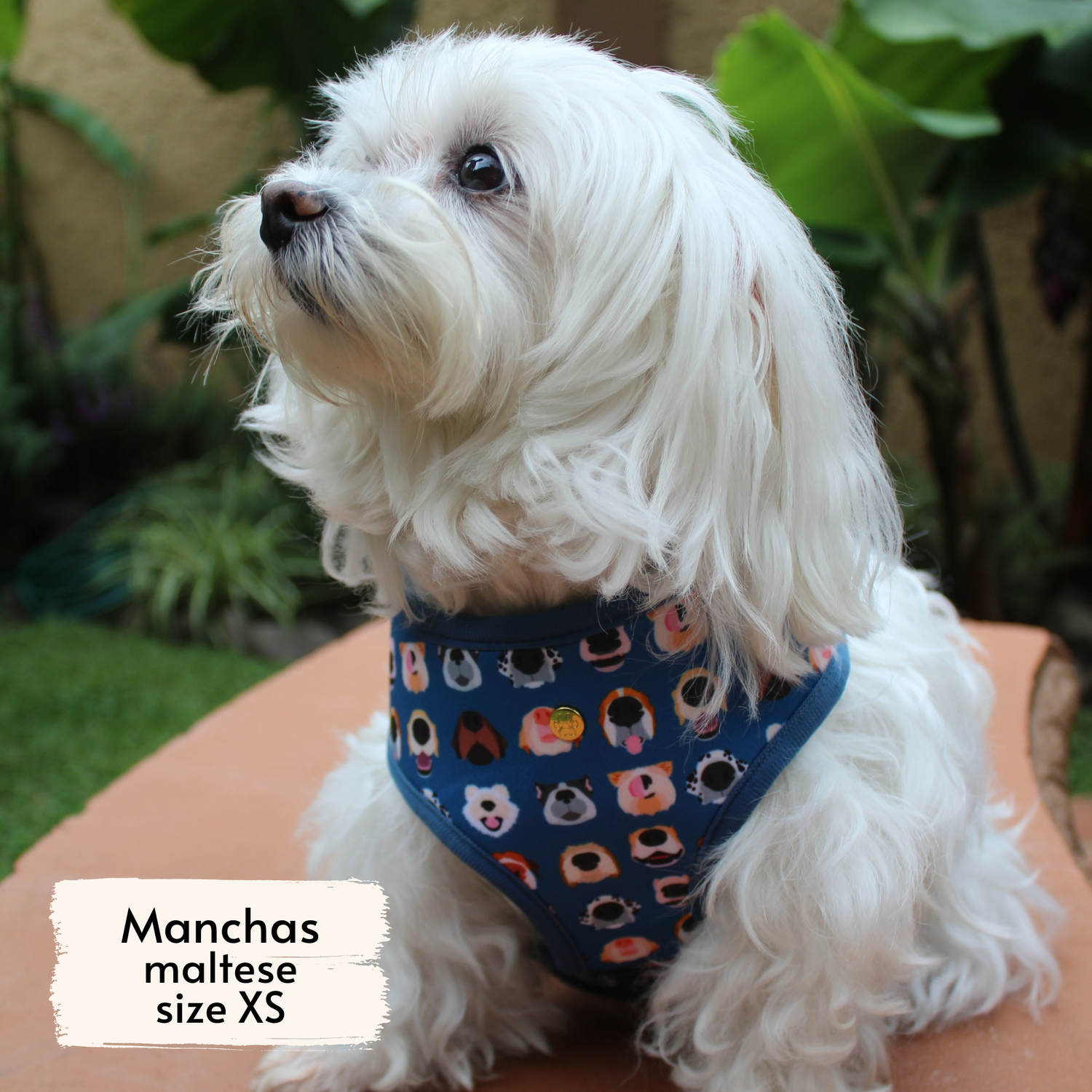 Pata Paw boops harness as seen on a XS dog, Manchas, a maltese