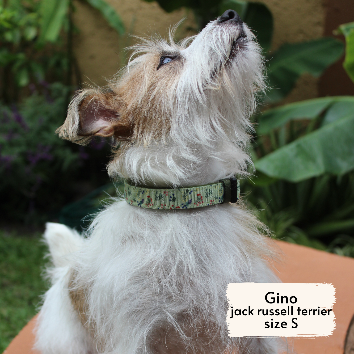Pata Paw alpine wildflowers collar as seen on a small-sized dog, Gino, a Jack Russell Terrier