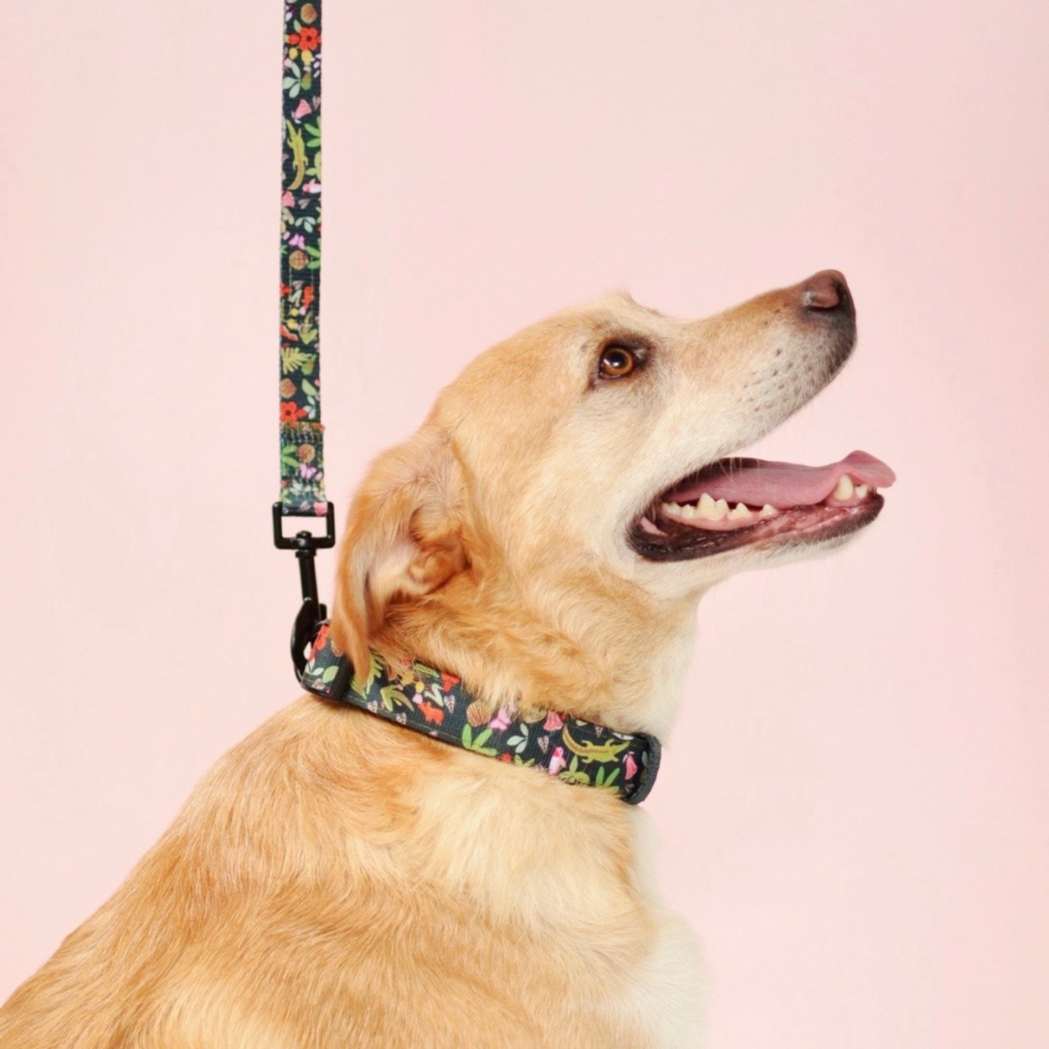 Tokio, rescue dog, wearing Pata Paw x Holalola leash and collar in a size L