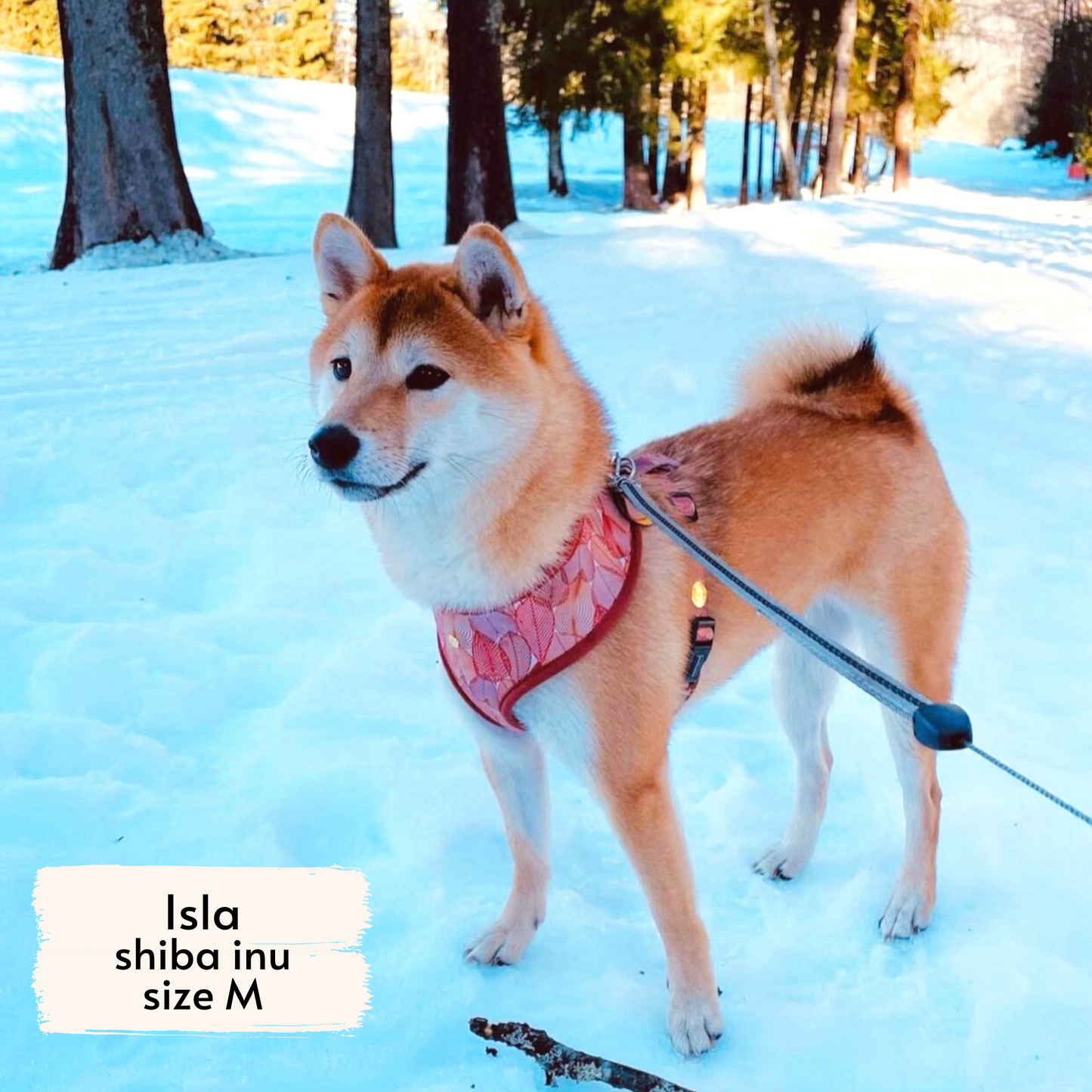 Isla, Shiba Inu in Switzerland, wearing Pata Paw's forest crunch dog harness