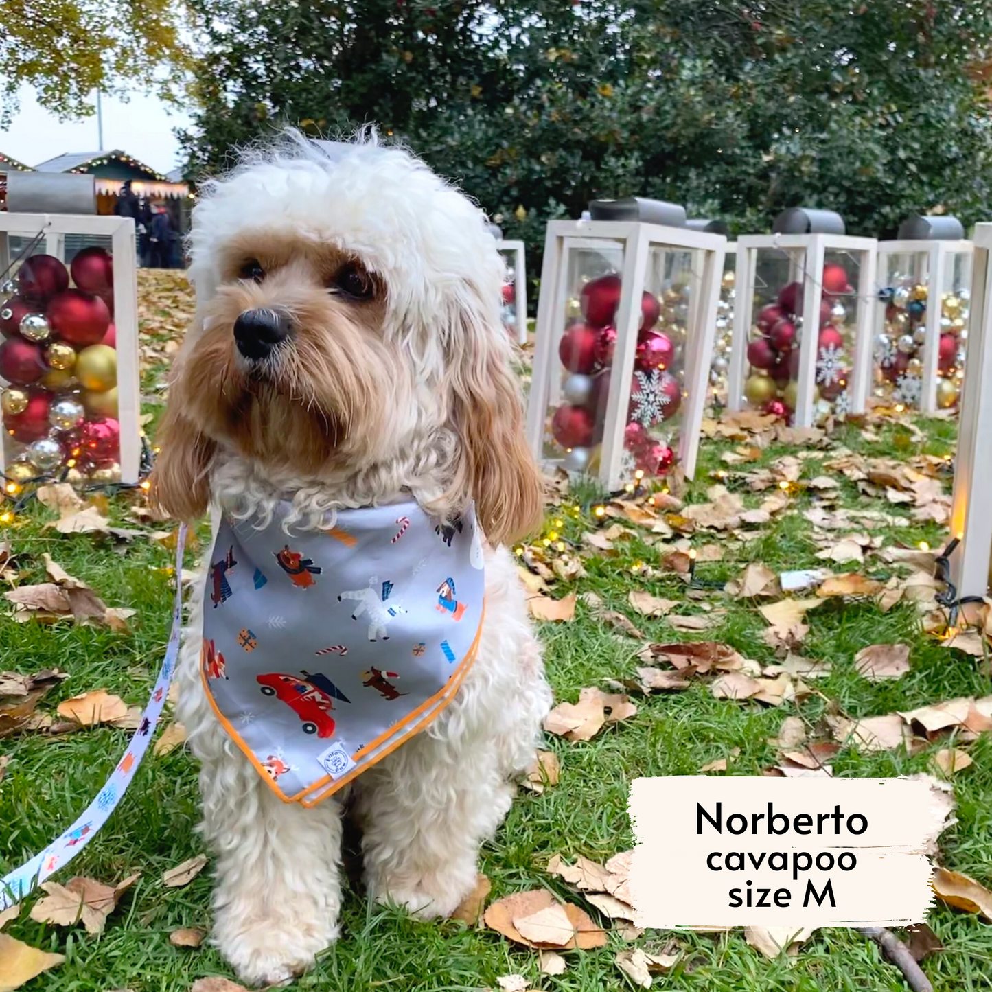 merry woofmas bandana as seen on a medium-sized dog, Norberto, a cavapoo