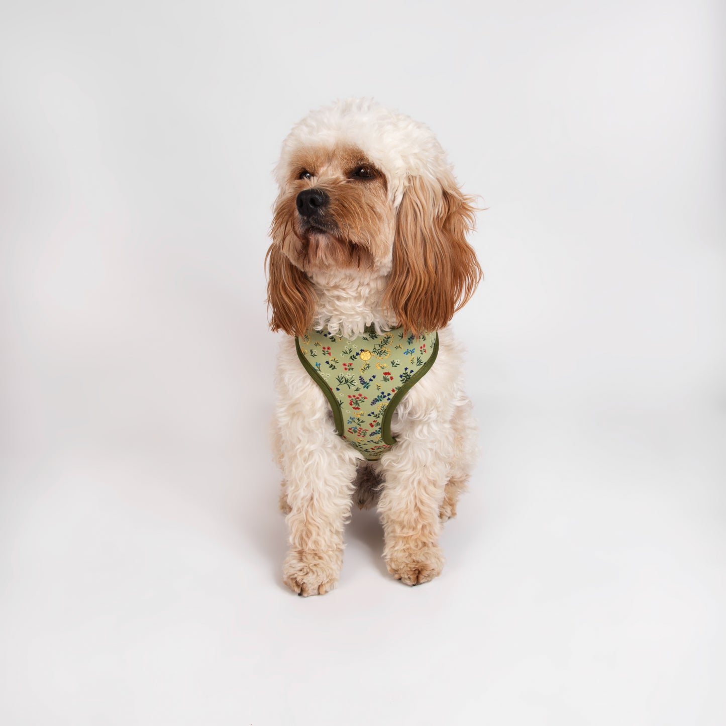 Pata Paw alpine wildflowers reversible harness as seen in a medium dog.