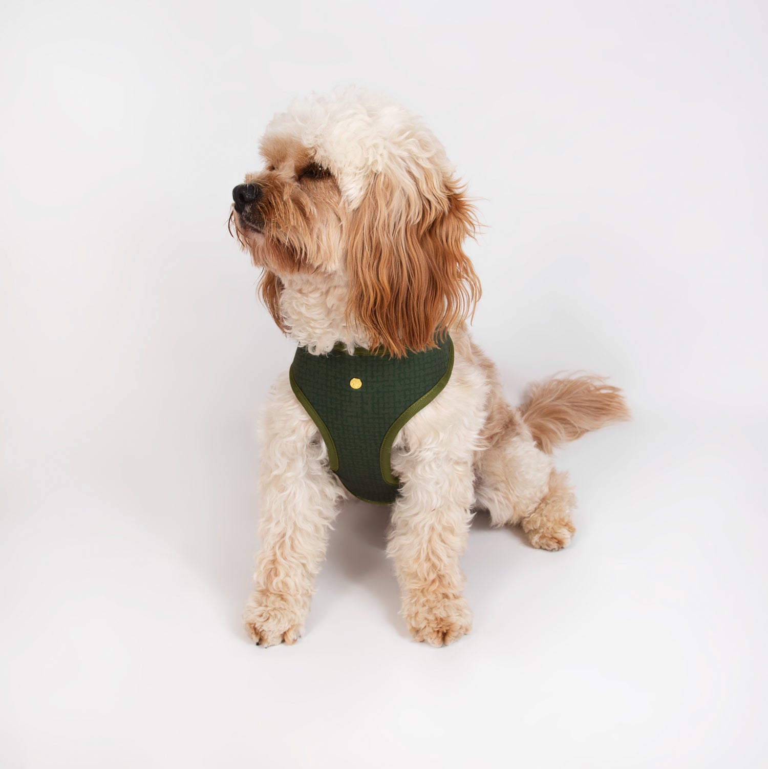 Pata Paw alpine wildflowers reversible harness as seen in a medium dog. Reverse design showing a timeless and chic texture pattern in olive green.