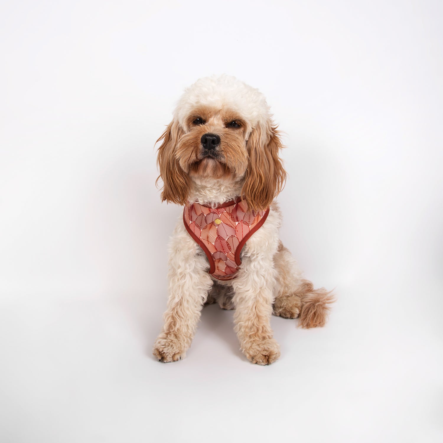 Pata Paw autumn crunch reversible harness as seen in a medium-sized dog.