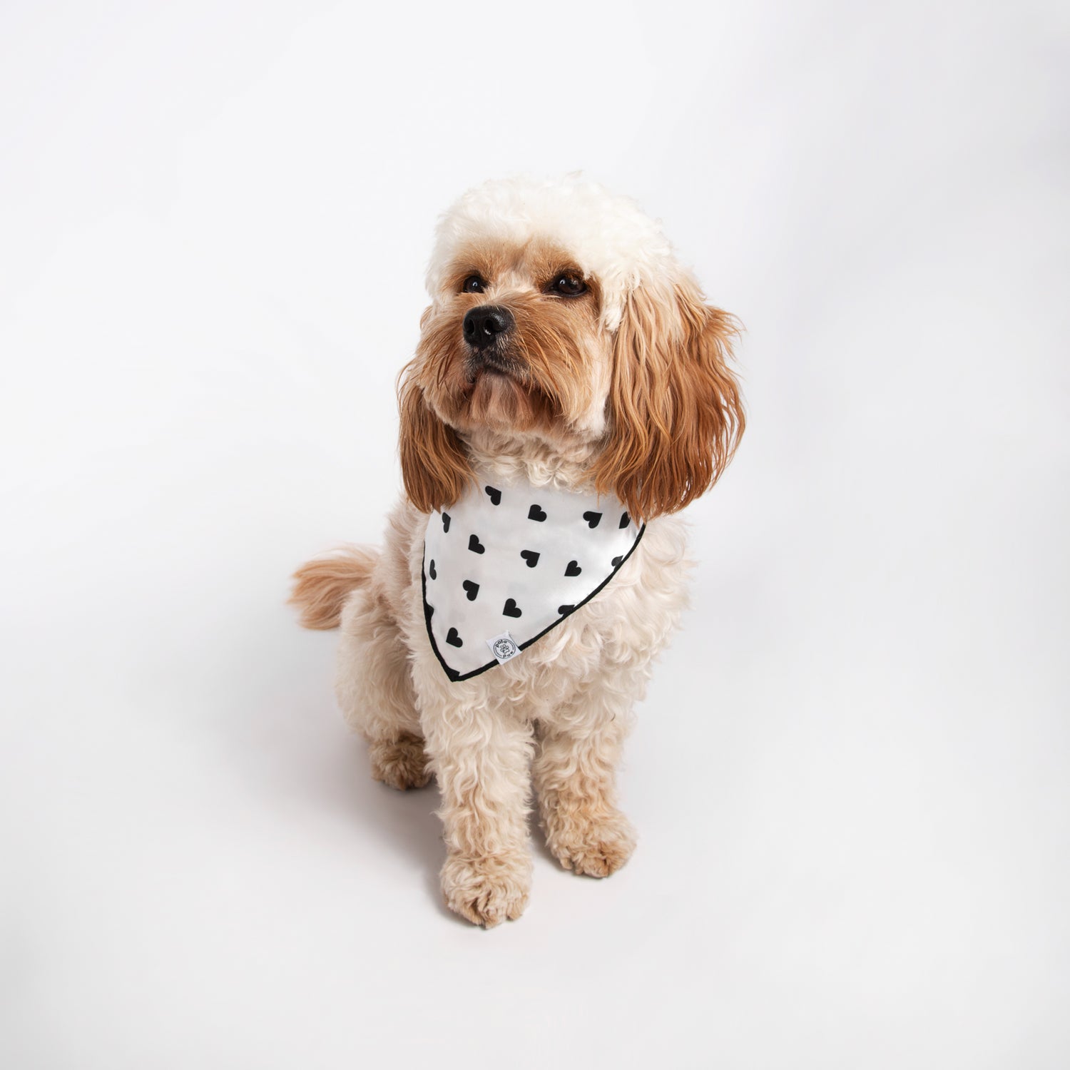 Pata Paw classic hearts bandana as seen on a medium-sized dog.