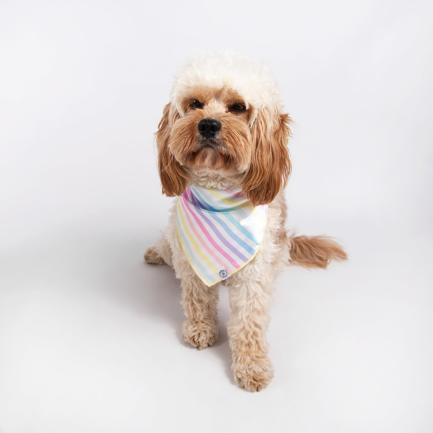 Pata Paw rainbow stripes bandana as seen on a medium-sized dog.
