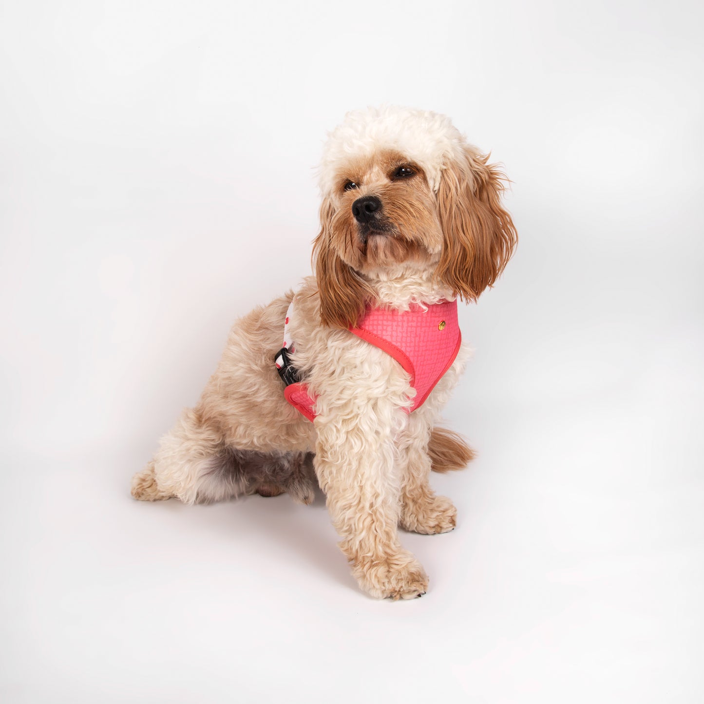 Pata Paw blush hearts reversible harness as seen in a medium-sized dog. Reverse design showing a a timeless and chic texture pattern in blush.