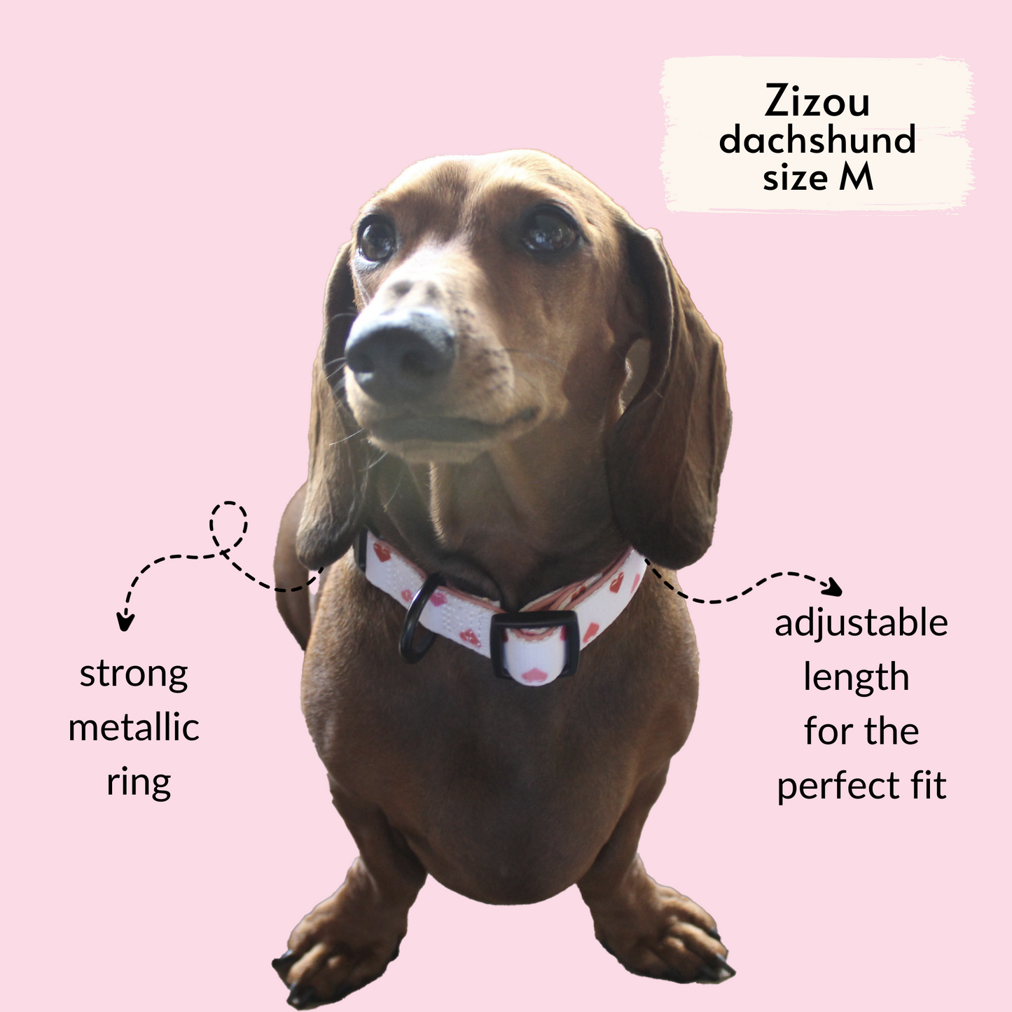pata paw blush hearts collar as seen on a medium dog, Zizou, a dachshund
