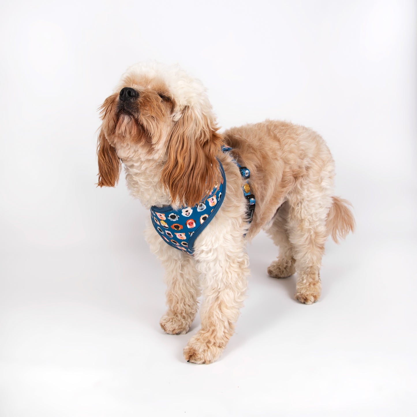 Pata Paw boops reversible harness as seen in a medium-sized dog.