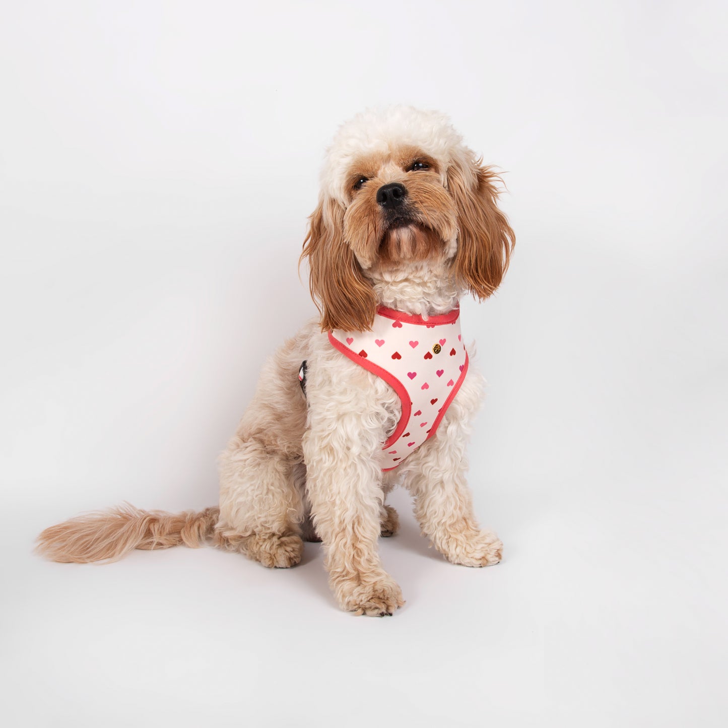 Pata Paw blush hearts reversible harness as seen in a medium-sized dog.
