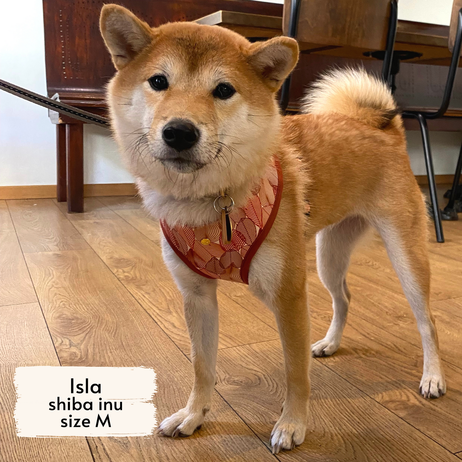 Autumn crunch harness worn by a medium-sized dog, Isla, a Shiba Inu