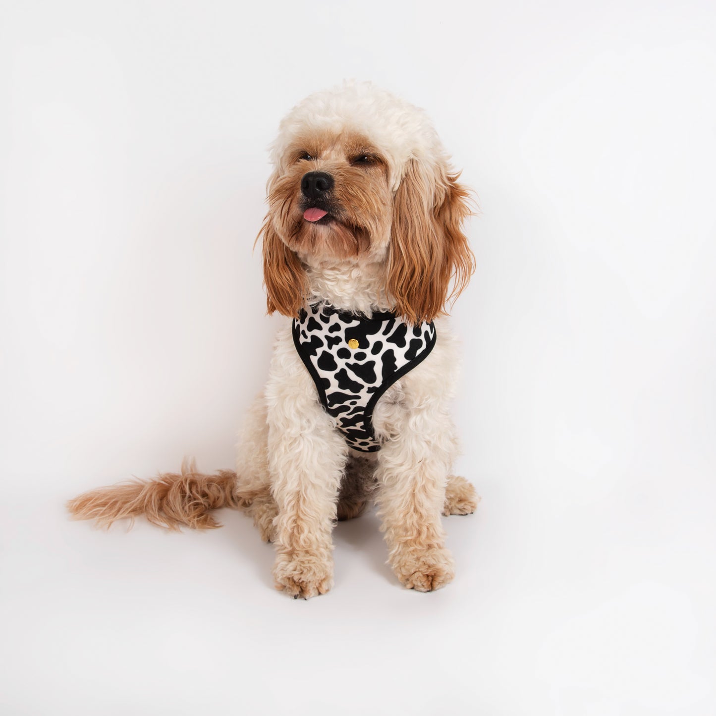 Pata Paw moo harness as seen in a medium-sized dog.