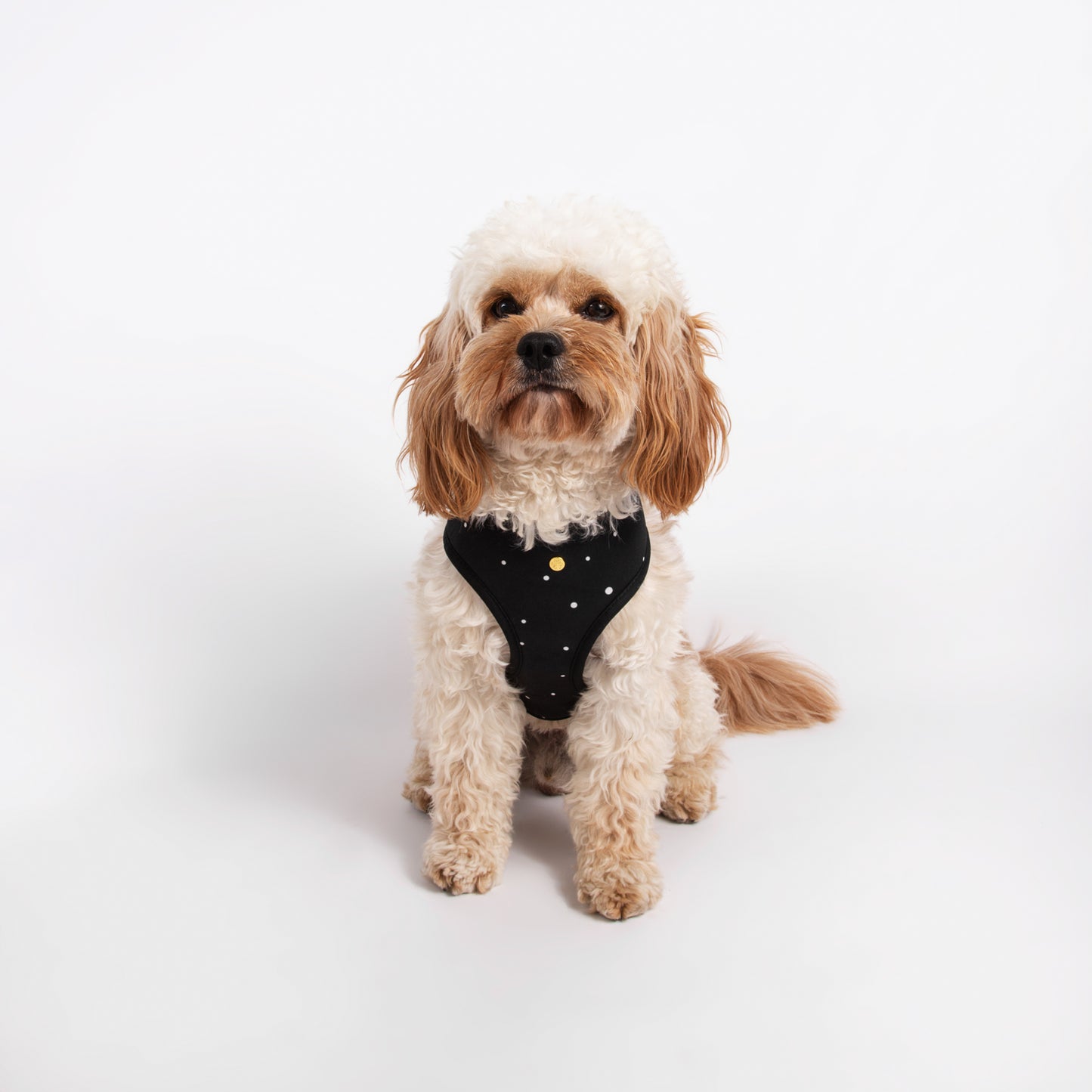 Pata Paw moo harness as seen in a medium-sized dog. Reverse design showing a timeless and chic design of hand-painted dots on a black background.