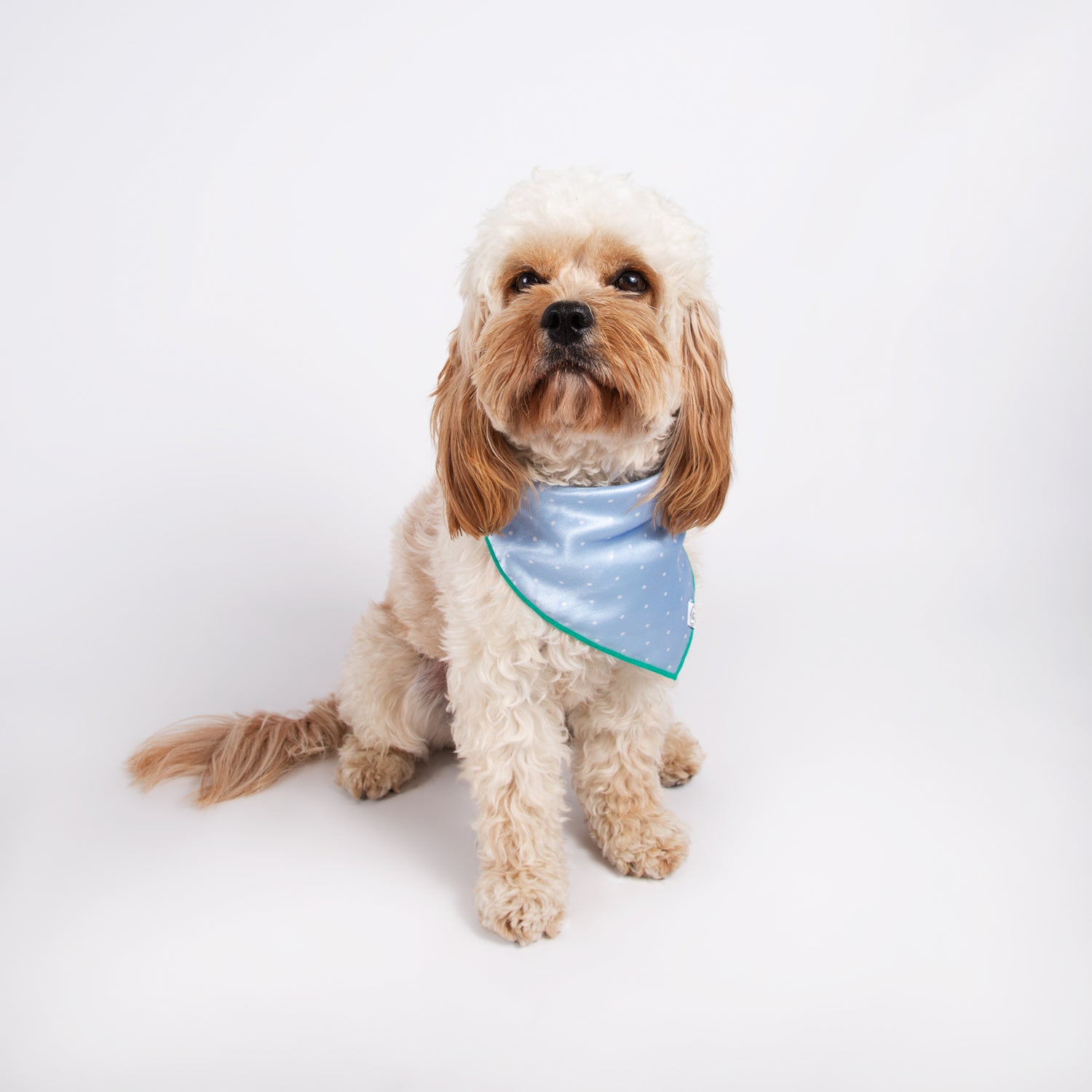 Pata Paw blue polka dots bandana as seen on a medium-sized dog.