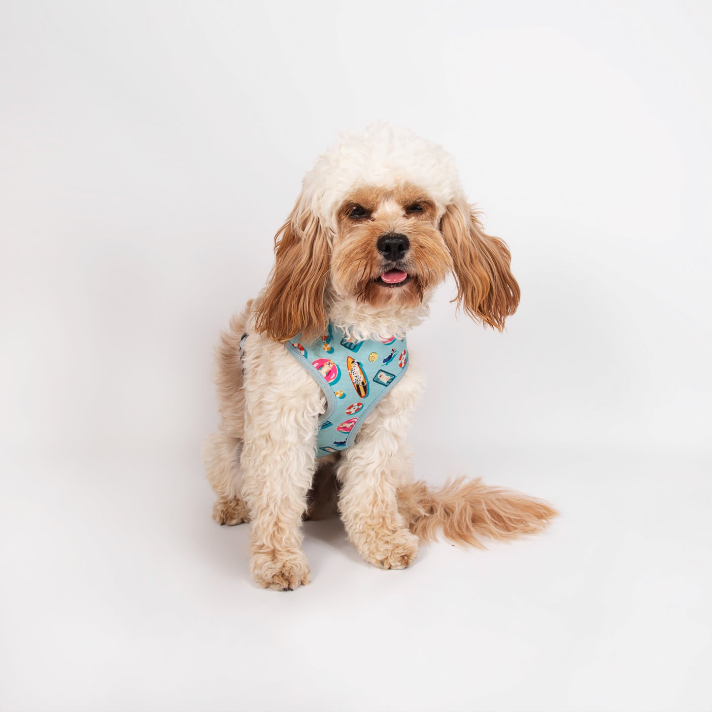 Pata Paw pool pups harness as seen on a medium-sized dog, Noberto, a cavapoo