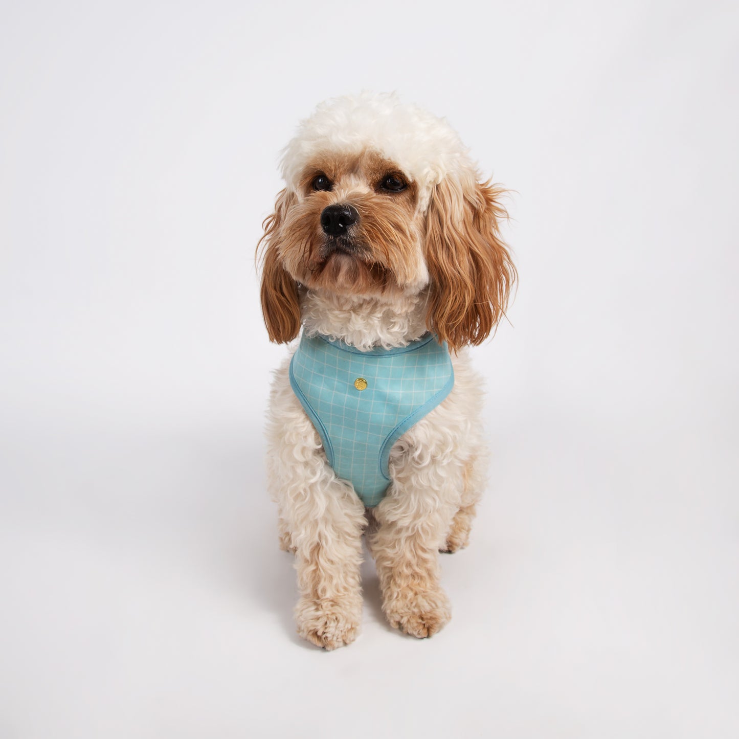 Pata Paw pool pups harness as seen in a medium-sized dog. Reverse design showing a timeless and chic checkered pattern in aqua blue.