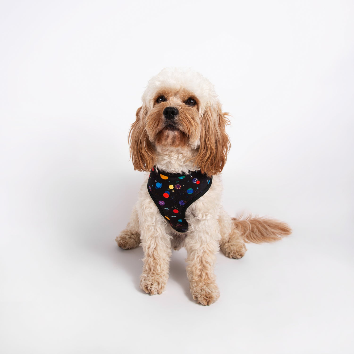 Pata Paw space explorer harness as seen in a medium-sized dog.