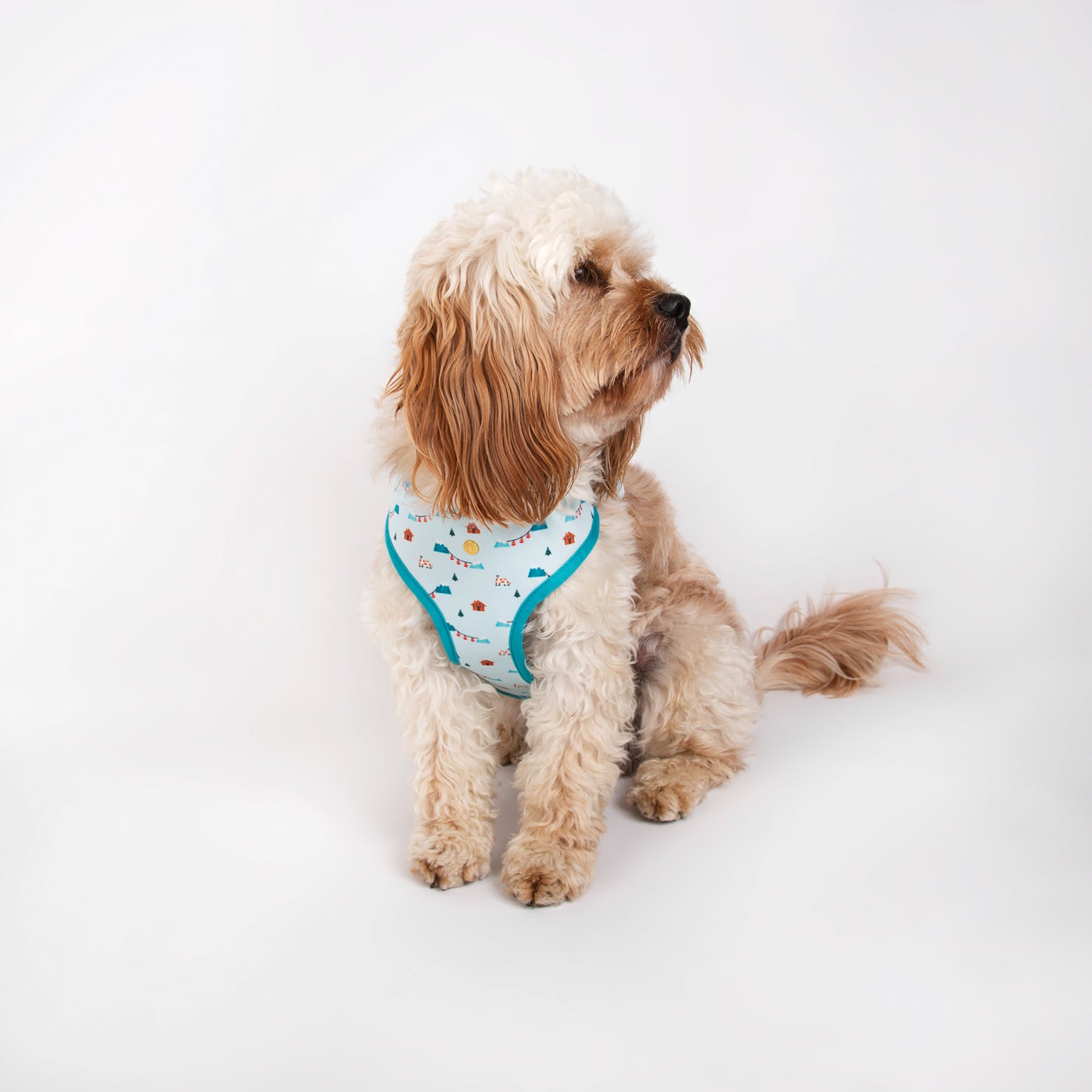 Pata Paw swiss alps harness as seen in a medium-sized dog.