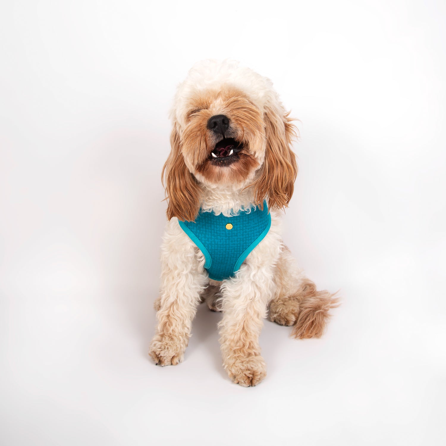 Pata Paw swiss alps harness as seen in a medium-sized dog. Reverse design showing a timeless and chic texture pattern in teal.