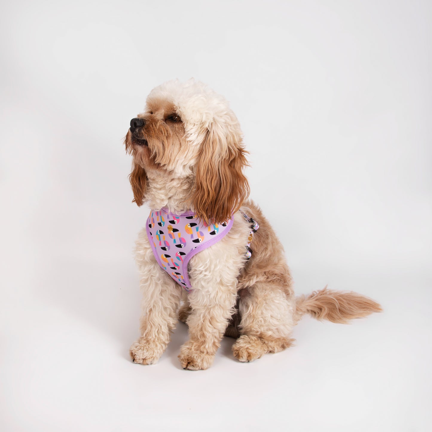 Pata Paw toucan tropics harness as seen in a medium-sized dog.