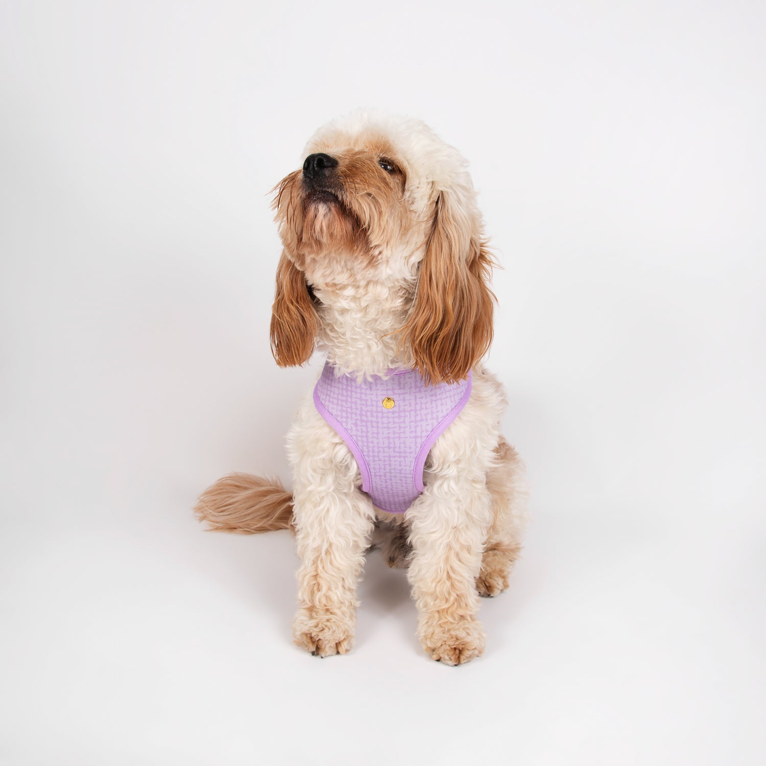 Pata Paw toucan tropics harness as seen in a medium-sized dog. Reverse design showing a timeless and chic texture pattern in lilac.