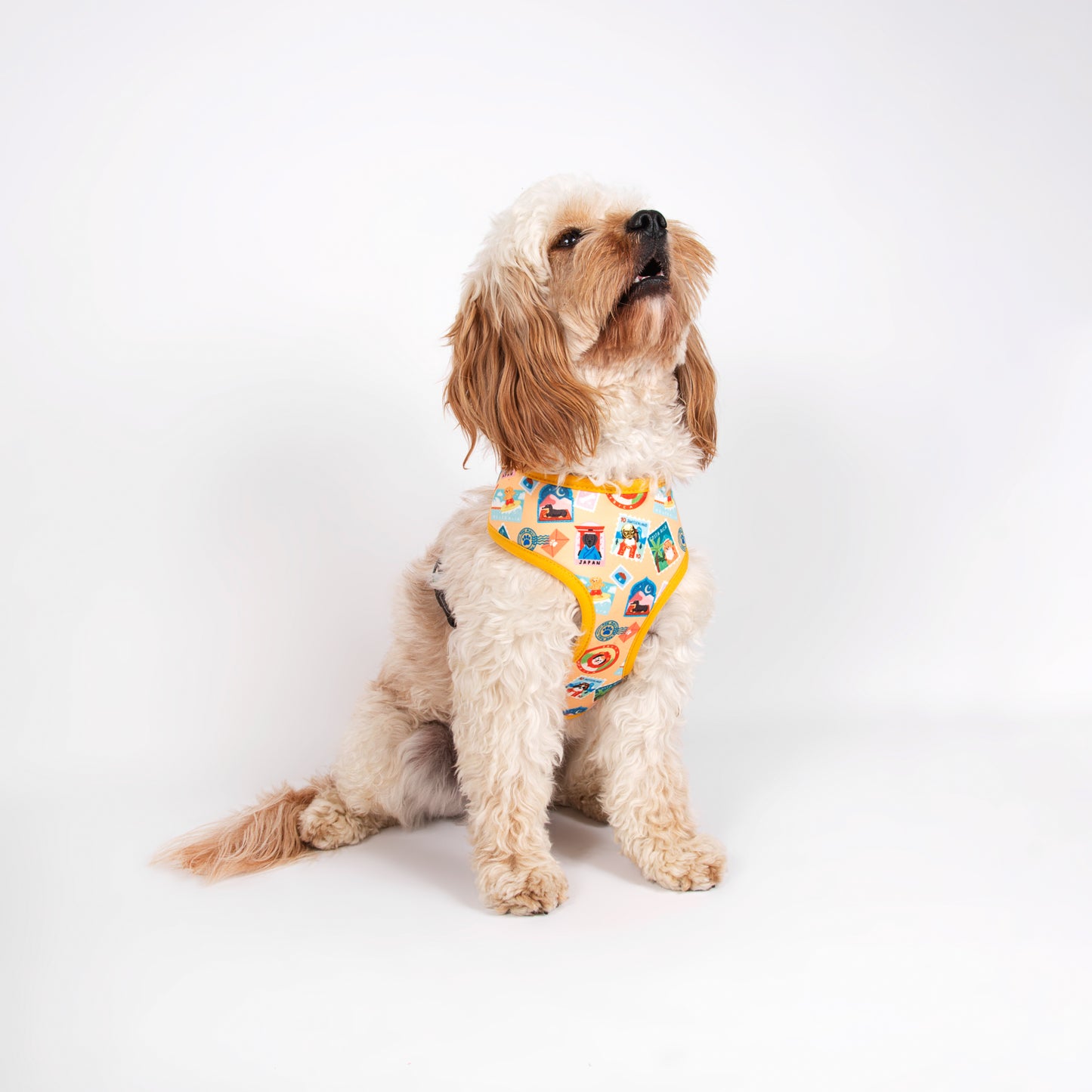 Pata Paw traveling pups harness as seen in a medium-sized dog.