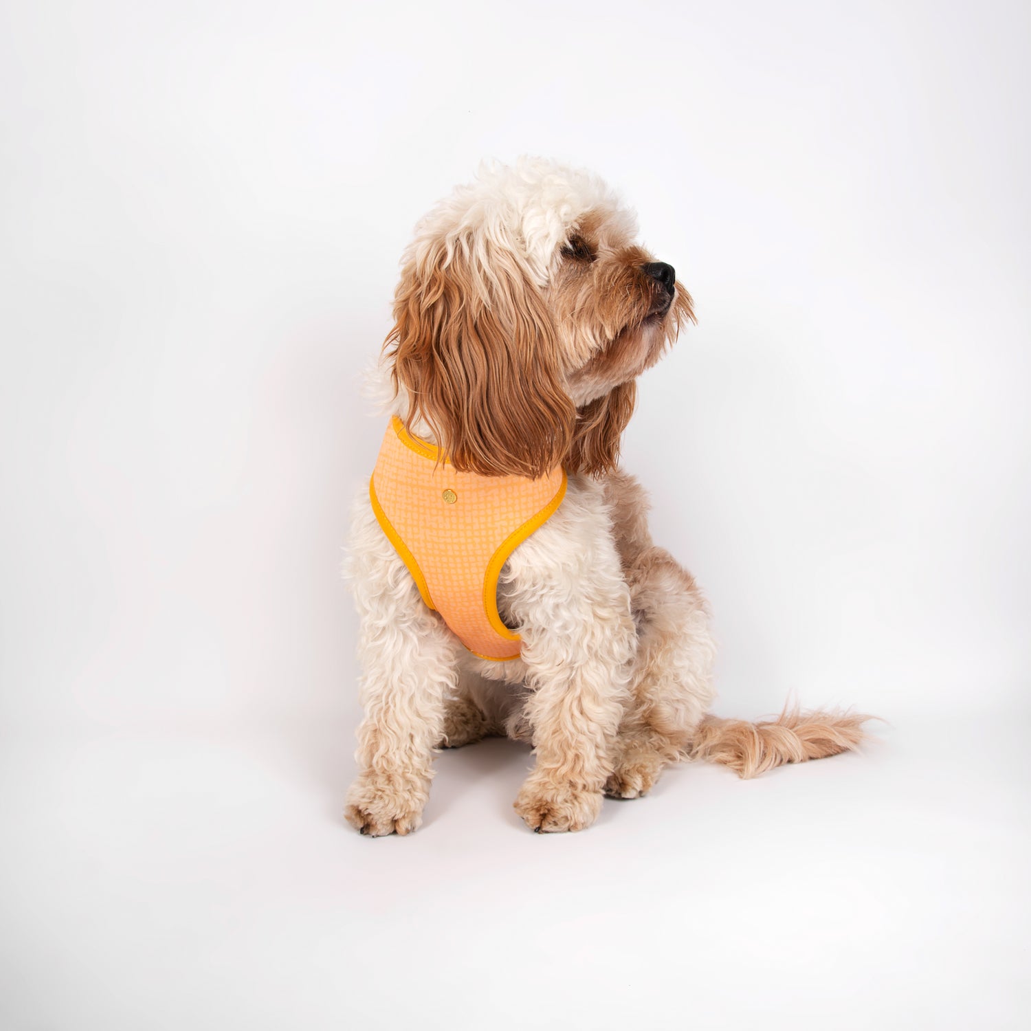 Pata Paw traveling pups harness as seen in a medium-sized dog. Reverse design showing a timeless and chic texture pattern in dijon yellow.