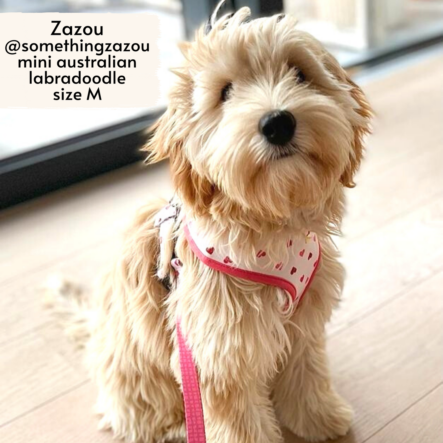 Pata Paw Blush Hearts harness worn by a medium-sized dog, Zazou, Mini Australian Labradoodle