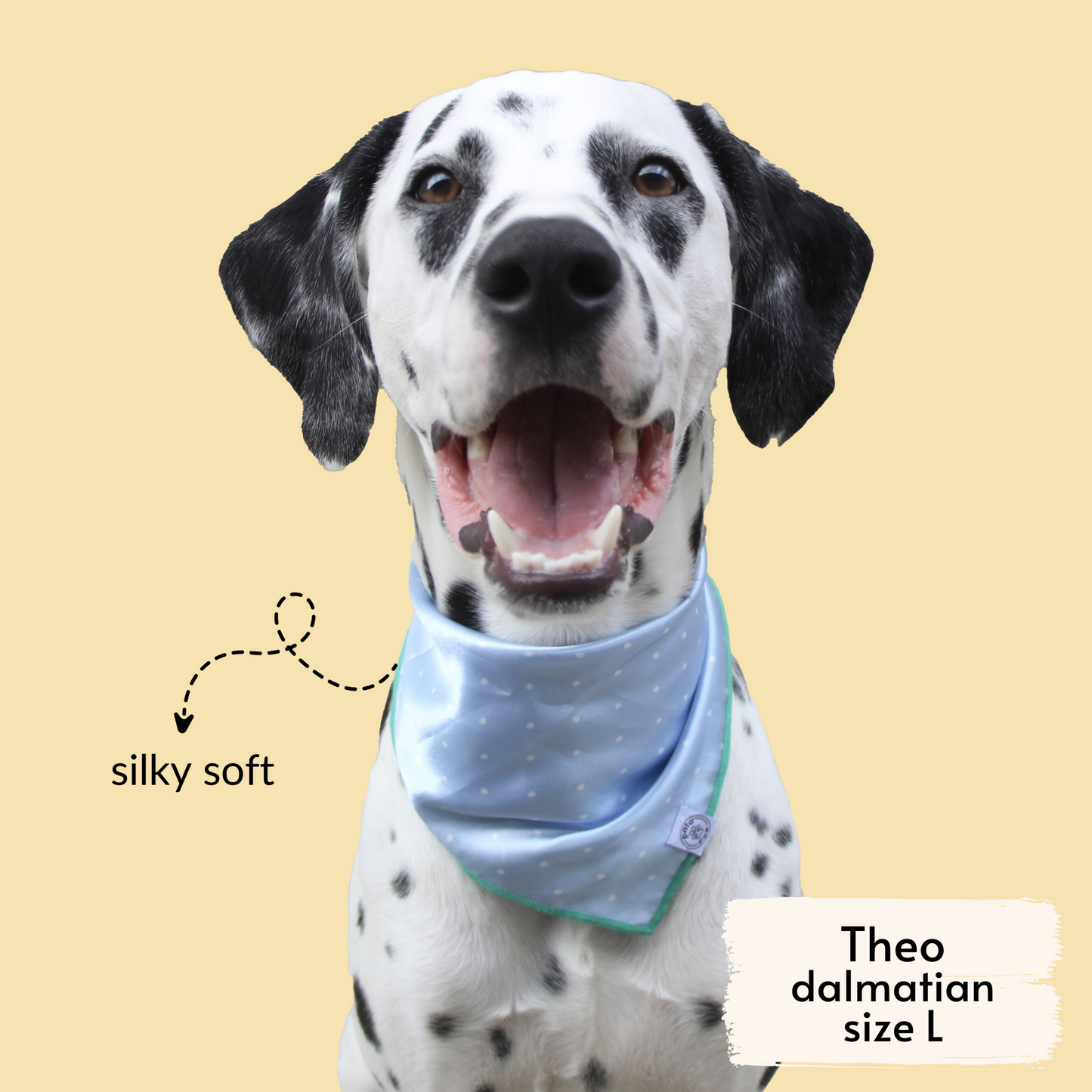 pata paw blue polka dots bandana as seen on a large dog, Theo, a dalmatian